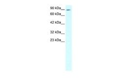 ZNF341 Antibody, Novus Biologicals 100 &mu;L; Unconjugated:Antibodies,